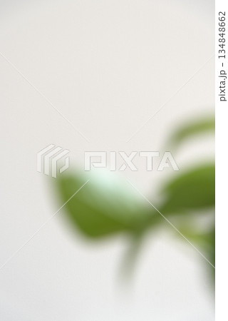 白い背景の観葉植物のボケ 134848662