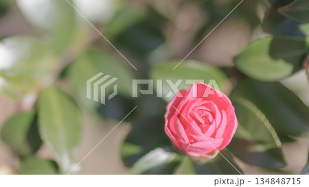 冬の光を浴びる山茶花の花 134848715