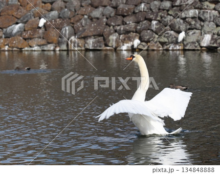 松本城のお堀で羽ばたく白鳥 松本城のお堀で羽ばたく白鳥 134848888