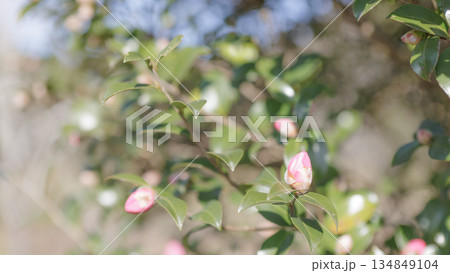 可愛いピンクの山茶花の蕾 可愛いピンクの山茶花の蕾 134849104
