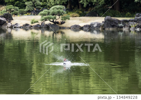 晩秋の清澄庭園の風景 晩秋の清澄庭園の風景 134849228