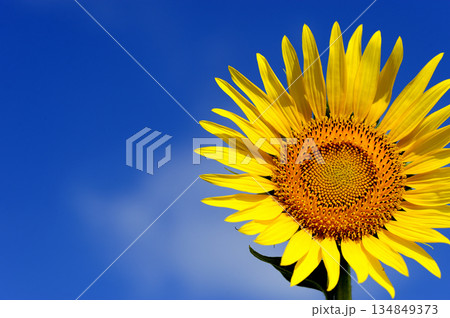 夏といえば 向日葵 夏といえば 向日葵 134849373