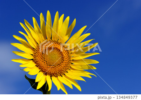 夏といえば 向日葵 夏といえば 向日葵 134849377