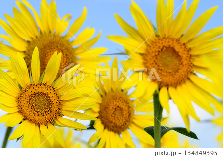 夏といえば 向日葵 夏といえば 向日葵 134849395