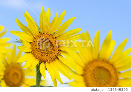 夏といえば　向日葵 134849396