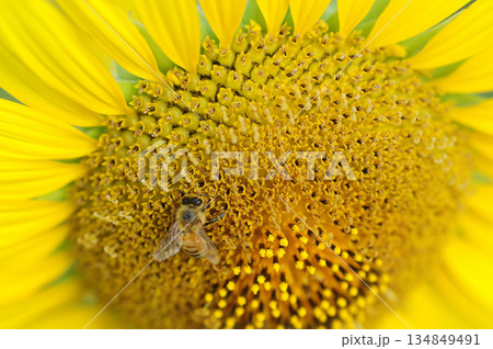 ひまわりと蜜蜂 134849491
