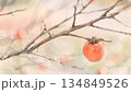 一つの柿の実 134849526