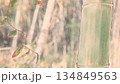 竹林の竹 134849563