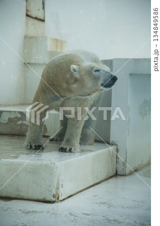熊本動植物園の「マルル」 134849586