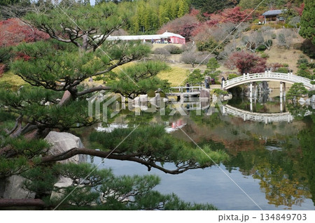 三景園の植え込みの松と池の景色 134849703