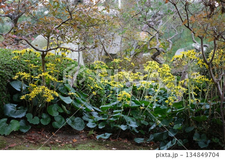 三景園のツワブキの花 三景園のツワブキの花 134849704