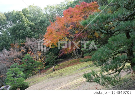 三景園の植え込みの松と紅葉 三景園の植え込みの松と紅葉 134849705