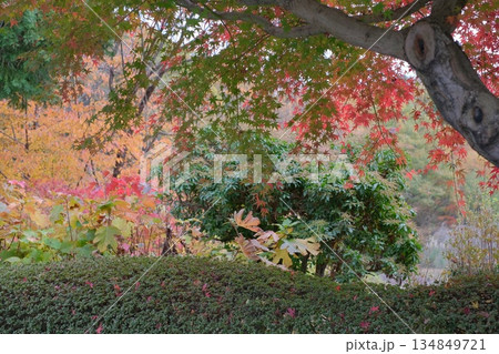 三景園の紅葉 三景園の紅葉 134849721