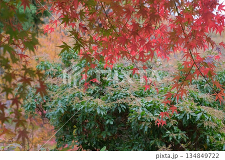 三景園の紅葉 三景園の紅葉 134849722