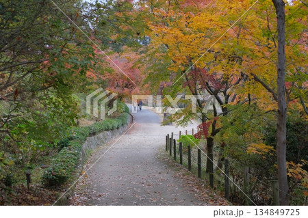 三景園の遊歩道のもみじ 134849725
