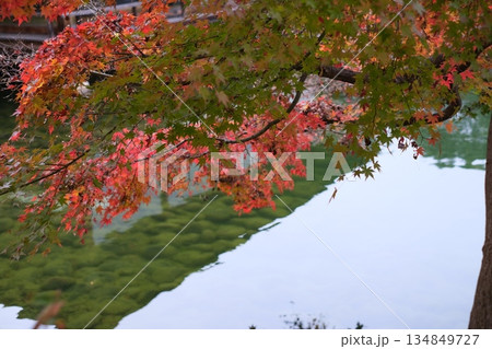 三景園の紅葉 三景園の紅葉 134849727