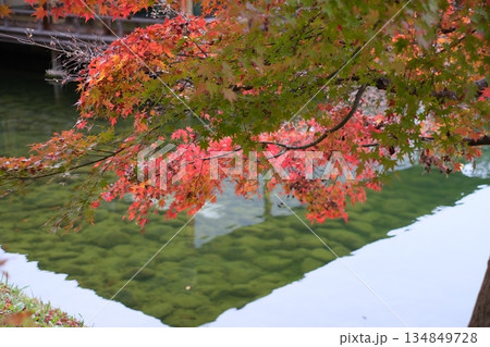 三景園の池のもみじ 134849728