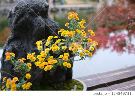 三景園の盆栽 134849731