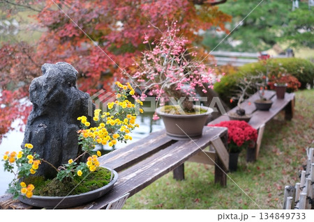 三景園の盆栽 三景園の盆栽 134849733
