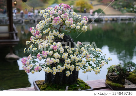 三景園の盆栽 134849736