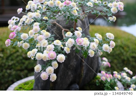 三景園の盆栽 134849740