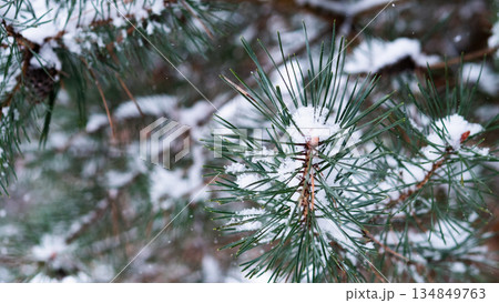 Snow Dusting Pine Needles Under Soft Light, CloseUp Of FrostLaden Evergreen Bough Showing Textured Needles, Muted Winter Tones And Peaceful Atmosphere For Seasonal Visuals 134849763