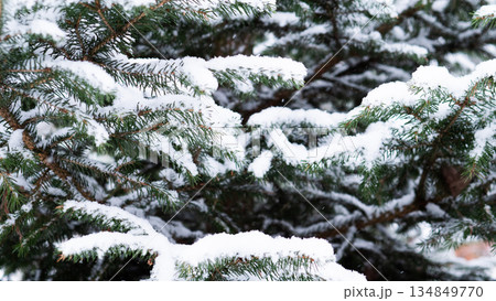 Macro Image Showing Snow Accumulation On Pine Needles With Shadow Play, Highresolution Photograph Capturing Snow And Organic Patterns On Pine Boughs For Creative Design Purposes 134849770