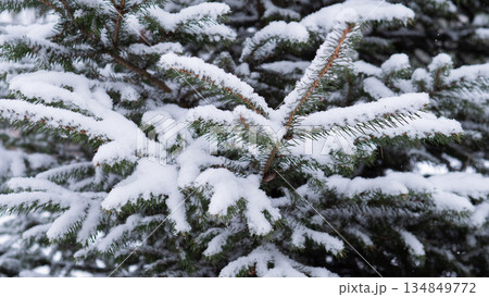 Winter Scene With Icy Needles, Fresh Frosty Pine Branch With Delicate Snow Deposit Clarity, Crisp Winter Scene Showcasing Detailed Needle Structure And Icy Snow On Evergreen Branches Winter Scene With Icy Needles, Fresh Frosty Pine Branch With Delicate Snow Deposit Clarity, Crisp Winter Scene Showcasing Detailed Needle Structure And Icy Snow On Evergreen Branches 134849772