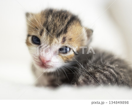 Closeup of  smiling Tiny cute baby kitten 134849898