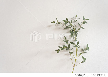 白背景の観葉植物のアップ 白背景の観葉植物のアップ 134849954