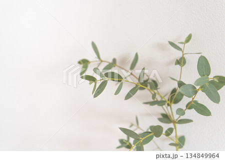 白背景の観葉植物のアップ 白背景の観葉植物のアップ 134849964