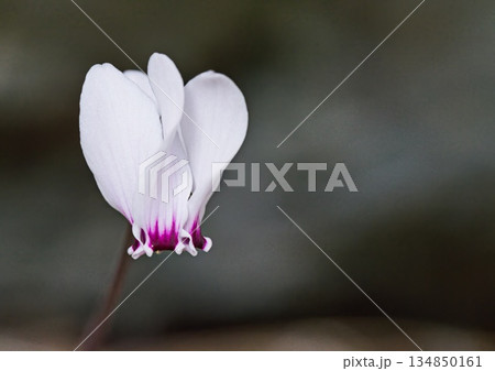 Cyclamen graecum, the Greek cyclamen,is a perennial plant in the flowering plant family Primulaceae, Crete 134850161