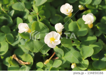 冬の庭に咲くフヨウカタバミの白い小さな花 134850166