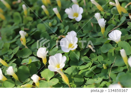 冬の庭に咲くフヨウカタバミの白い小さな花 冬の庭に咲くフヨウカタバミの白い小さな花 134850167