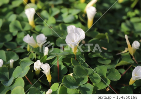 冬の庭に咲くフヨウカタバミの白い小さな花 冬の庭に咲くフヨウカタバミの白い小さな花 134850168