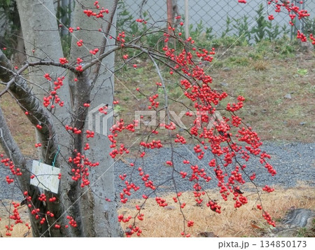 ウメモドキの実 134850173