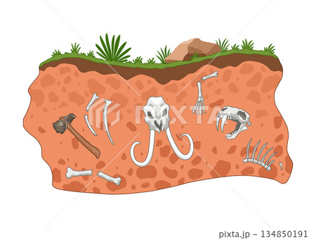 Era of Earth history. Fossil dinosaurs, elements for paleontology and archeology works. Scene with various animals bones in soil layer. Vector old dino skeletons buried underground Era of Earth history. Fossil dinosaurs, elements for paleontology and archeology works. Scene with various animals bones in soil layer. Vector old dino skeletons buried underground 134850191