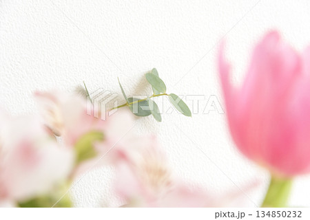 白バックに咲くピンクの花のクローズアップ 134850232