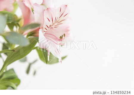 白バックに咲くピンクの花のクローズアップ 134850234