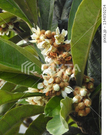 秋から冬にかけて咲く「ビワ」の花 秋から冬にかけて咲く「ビワ」の花 134850254