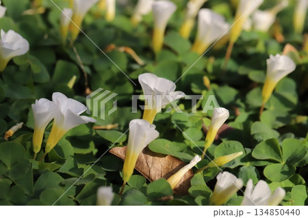 冬の庭に咲く白いフヨウカタバミの花 134850440