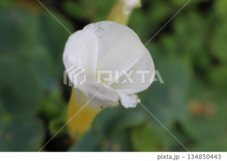 冬の庭に咲く白いフヨウカタバミの花 冬の庭に咲く白いフヨウカタバミの花 134850443