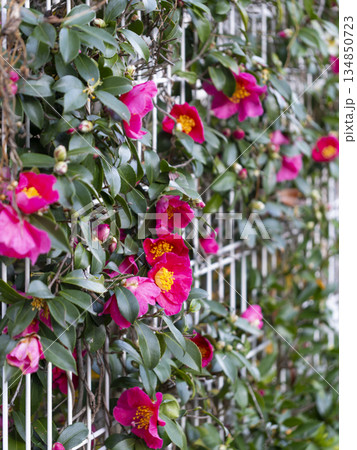 フェンス沿いに咲く山茶花の花 134850723