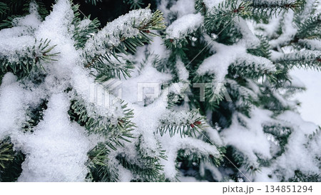 Close-up of green spruce branches covered with fresh white snow and ice crystals in a winter forest Close-up of green spruce branches covered with fresh white snow and ice crystals in a winter forest 134851294