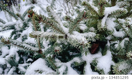 Close-up of green spruce branches covered with fresh white snow and ice crystals in a winter forest 134851295
