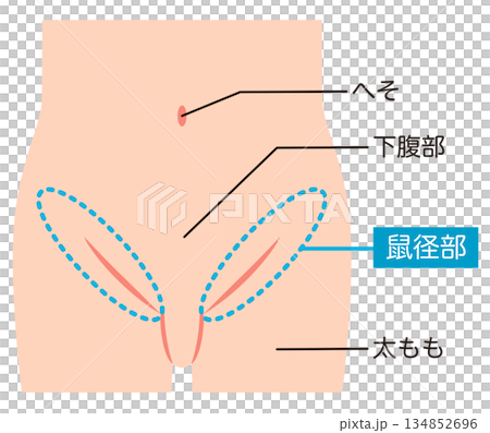Abdomen, lower abdomen, groin 134852696