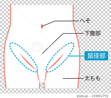 Abdomen, lower abdomen, groin 134852750