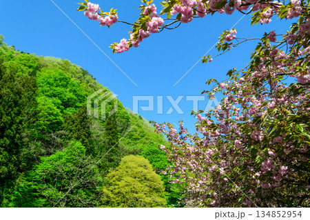 春 宮城　七ヶ宿鯉のぼり 134852954