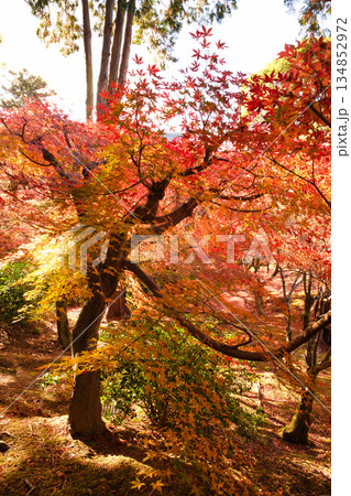 京都・東福寺の洗玉澗に広がる、燃えるような「紅葉の海」と静謐な境内の秋景 京都・東福寺の洗玉澗に広がる、燃えるような「紅葉の海」と静謐な境内の秋景 134852972