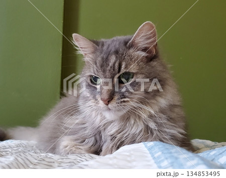 A cat with a sleek coat and playful personality, lounging in a sunny spot. Perfect for pet photography, showcasing the charm and beauty of local feline companions at home. A cat with a sleek coat and playful personality, lounging in a sunny spot. Perfect for pet photography, showcasing the charm and beauty of local feline companions at home. 134853495